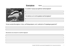 Arbeitsblatt-Brandgänse-1.pdf